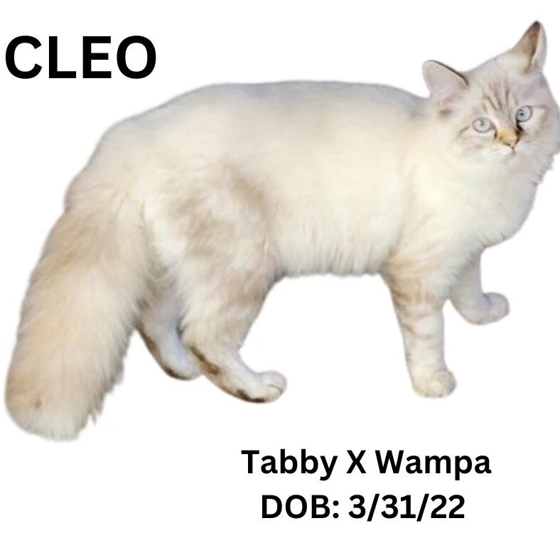 CLEO